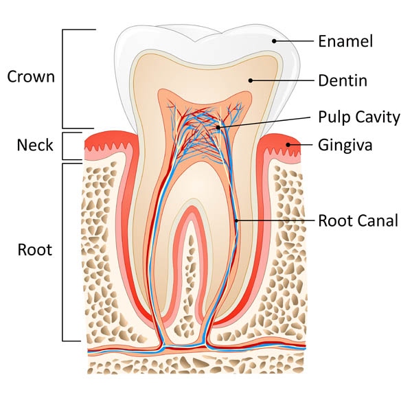 dentists Sydney 